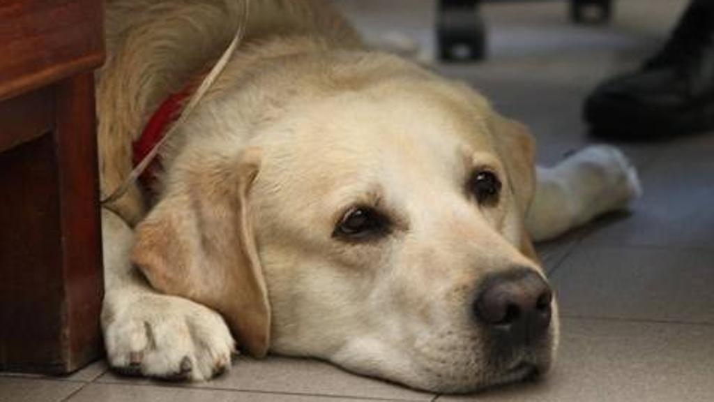 Labrador Retriever biondo Cane Pompiere LaStampa